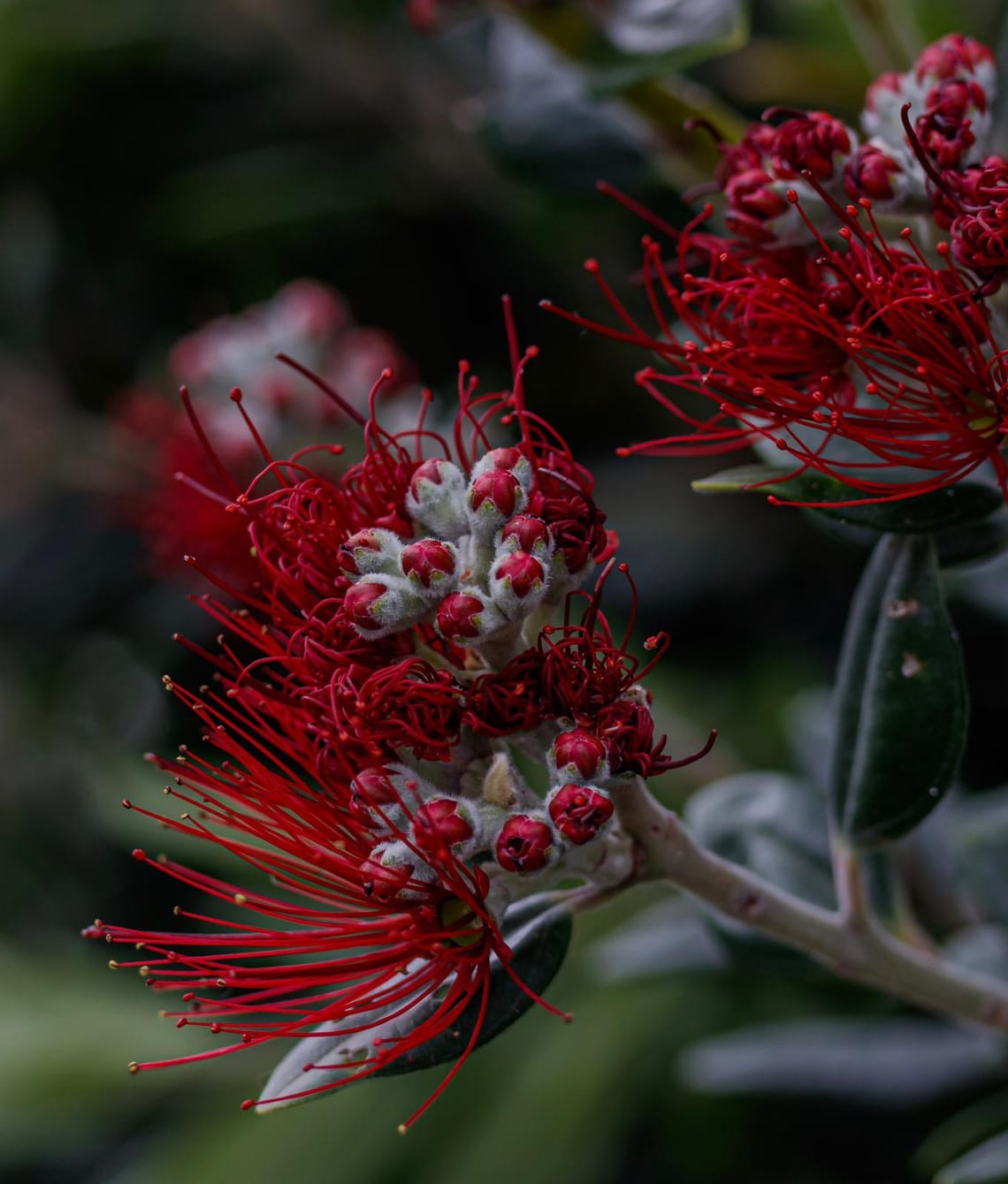 Pōhutukawa