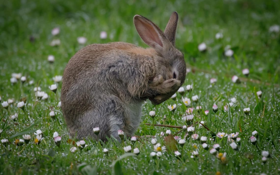 Rabbit grooming