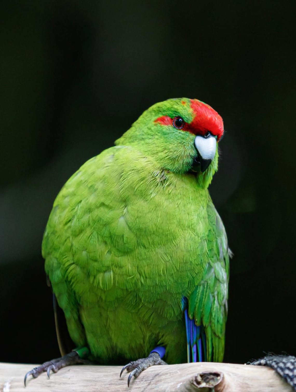 Red-Crowned Parakeet