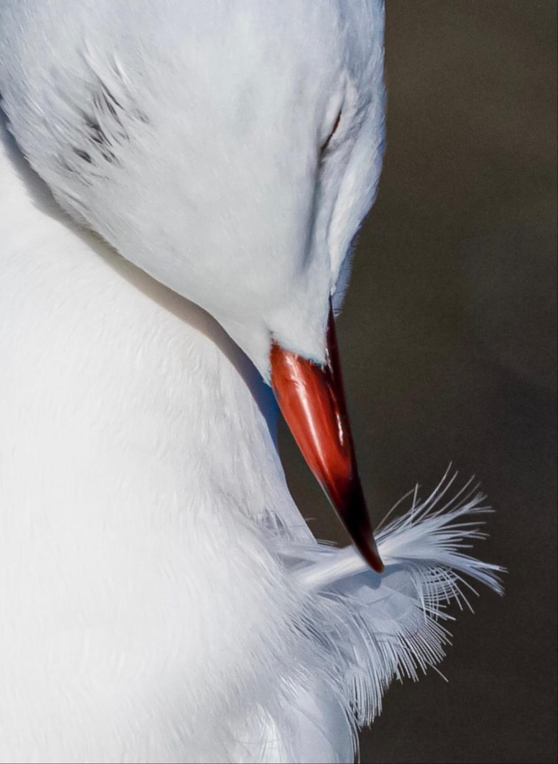 The peaceful art of preening