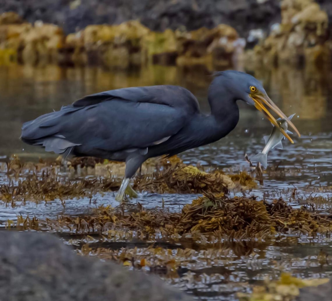 Reef Heron