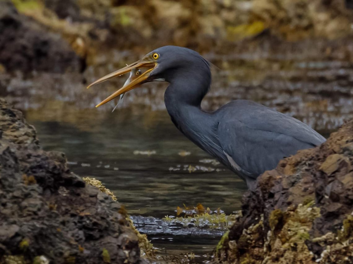 Reef Heron