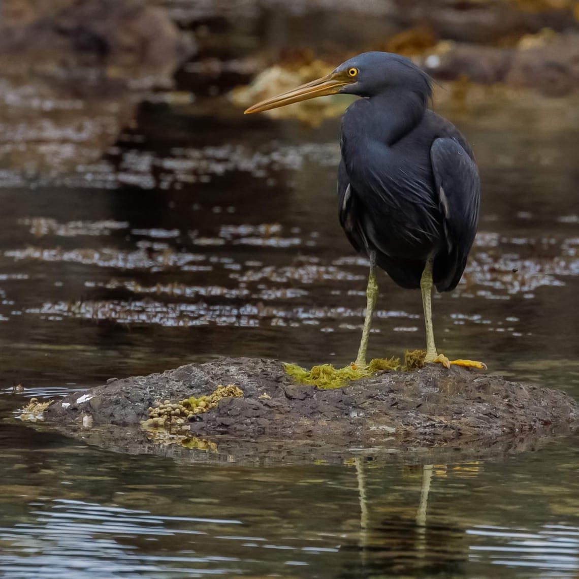 Reef Heron