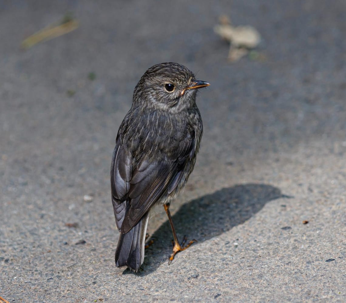 North Island Robin