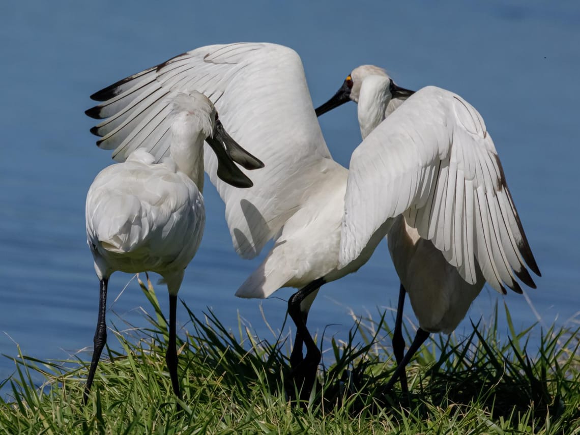 Royal Spoonbill