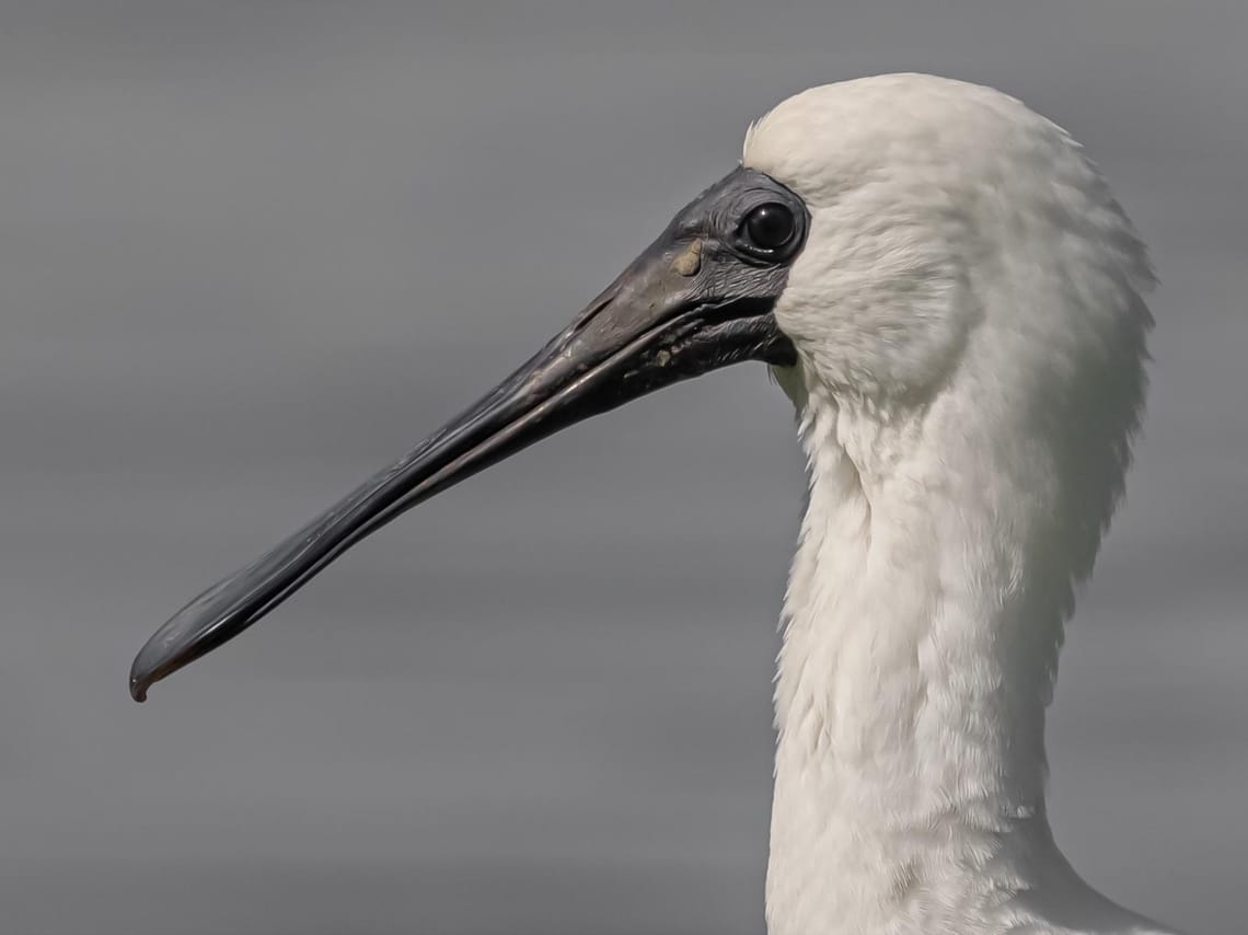 Royal Spoonbill