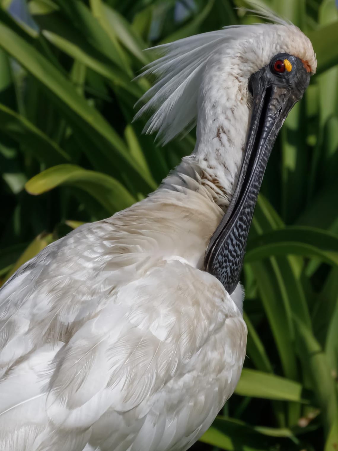 Royal Spoonbill