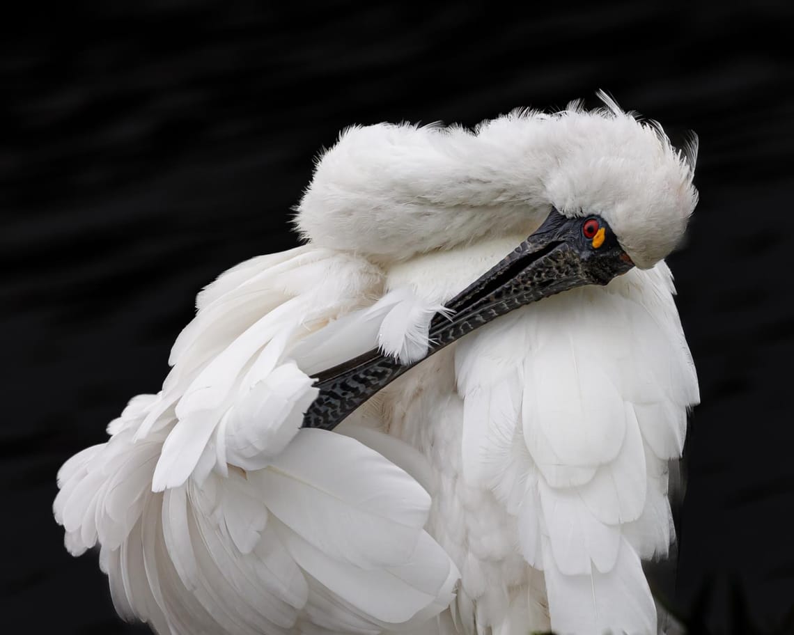 Royal Spoonbill