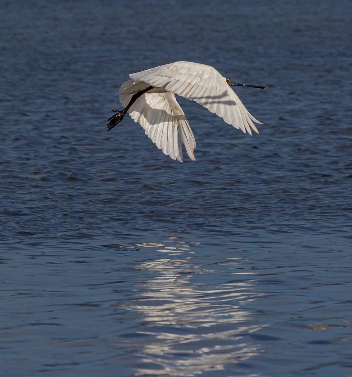 Royal Spoonbill or Kotuku Ngutupapa