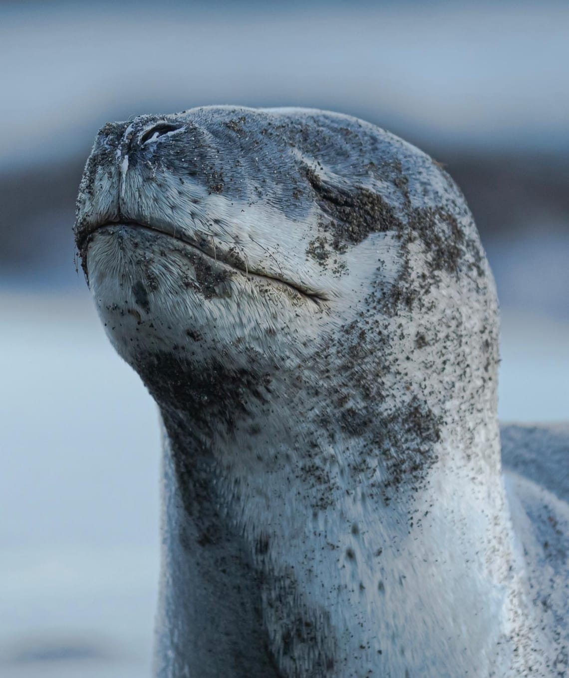 Leopard Seal