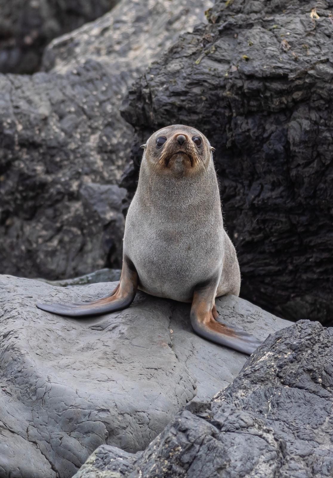 New Zealand Fur Seal or Kekeno