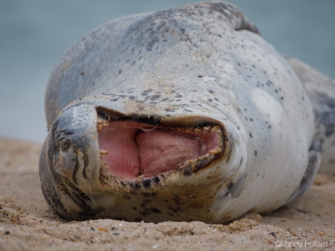 Leopard seal