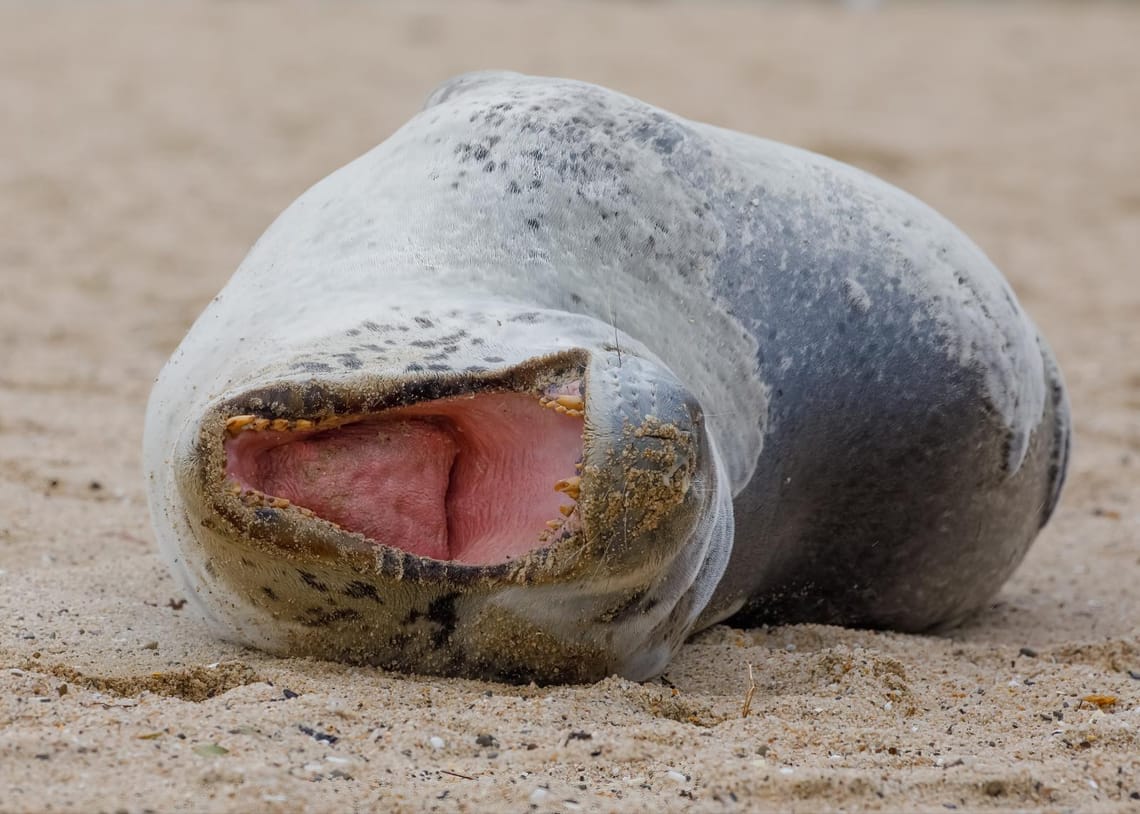 Leopard seal