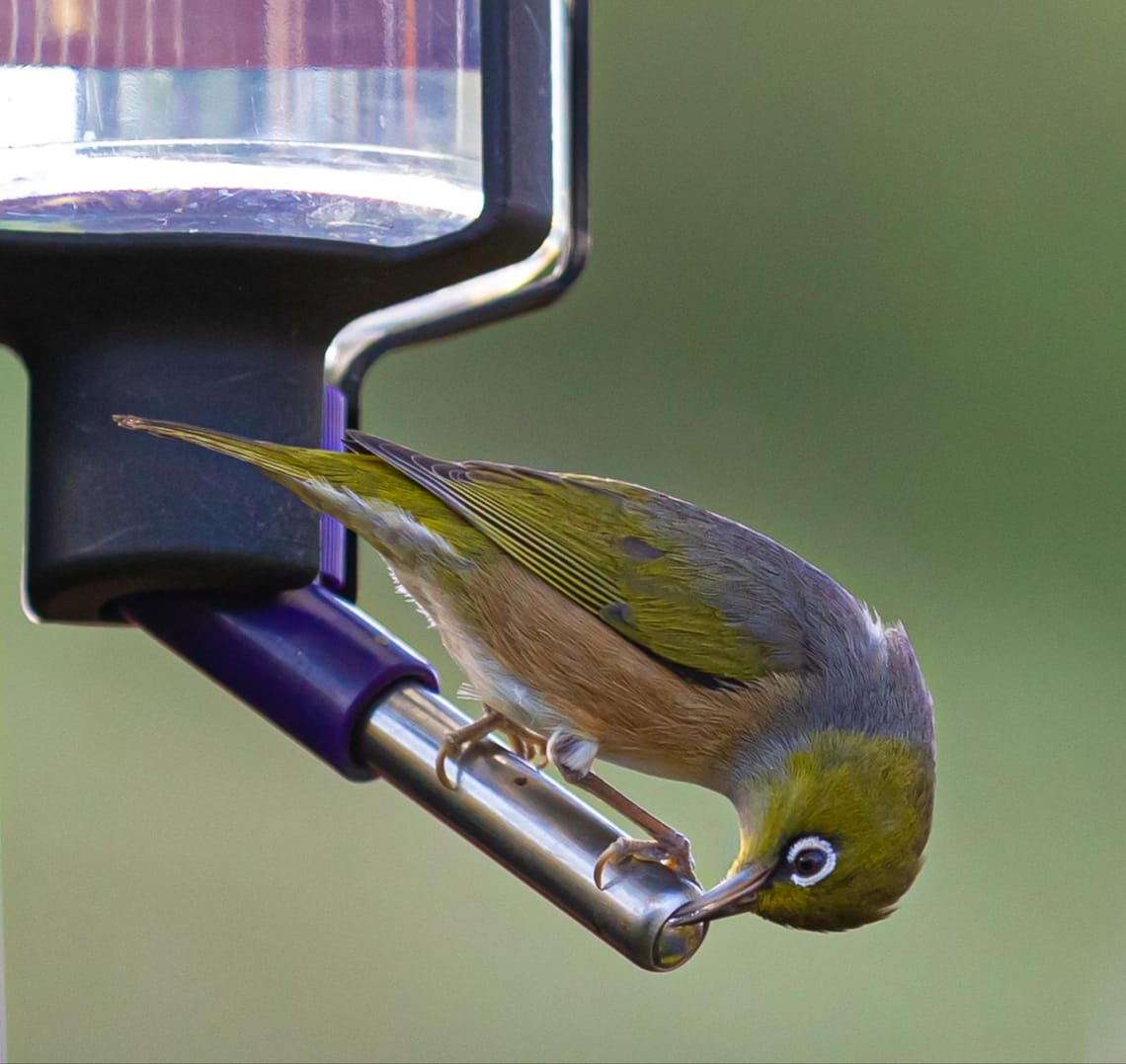 Tauhou or Silvereye