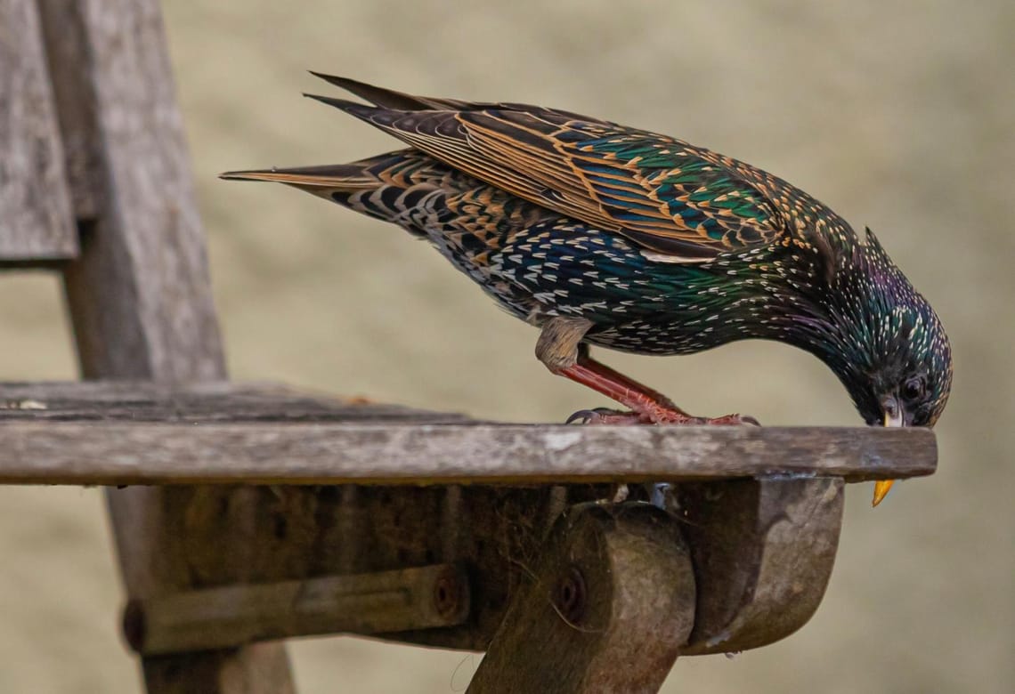 Sneaky starling