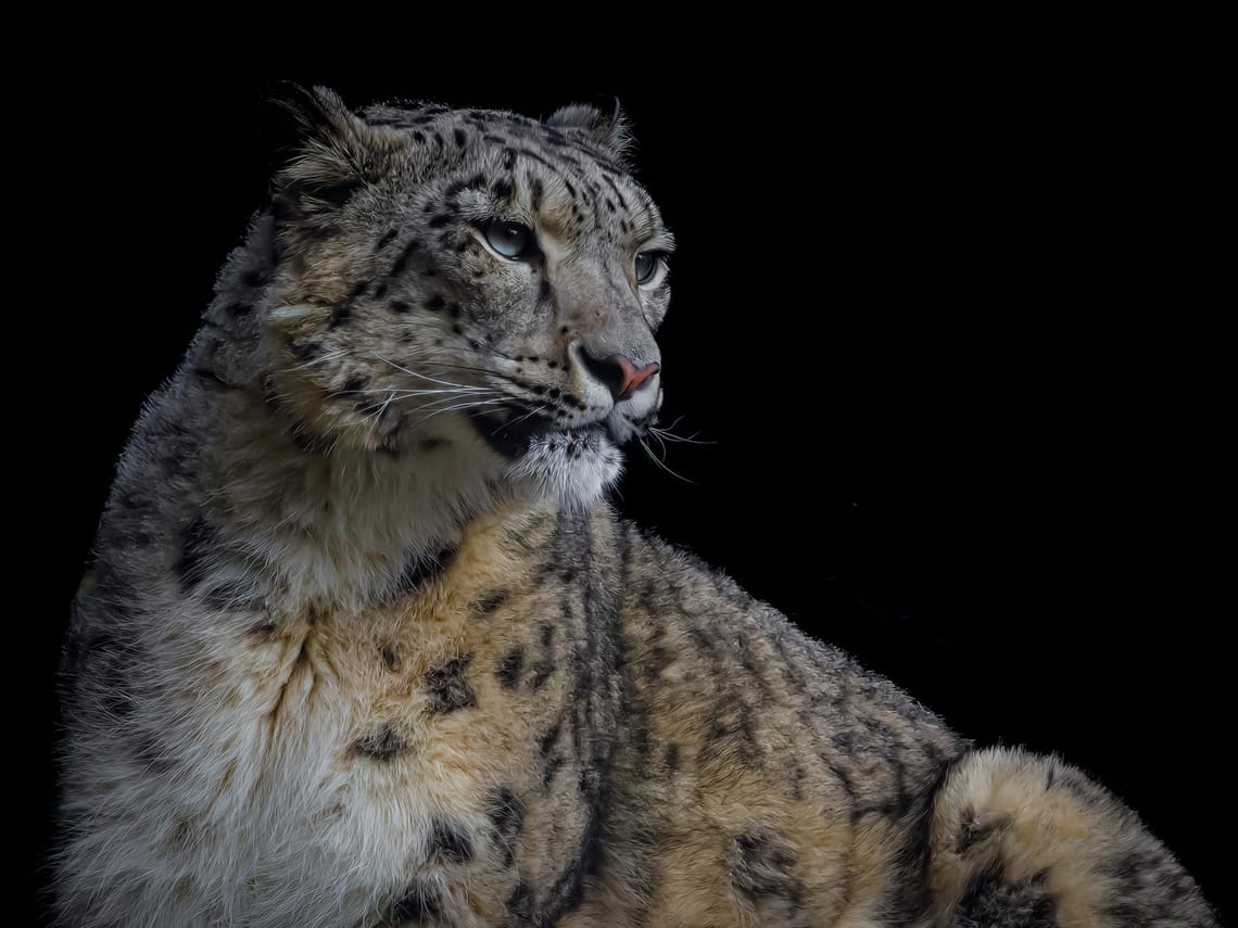 Snow Leopard