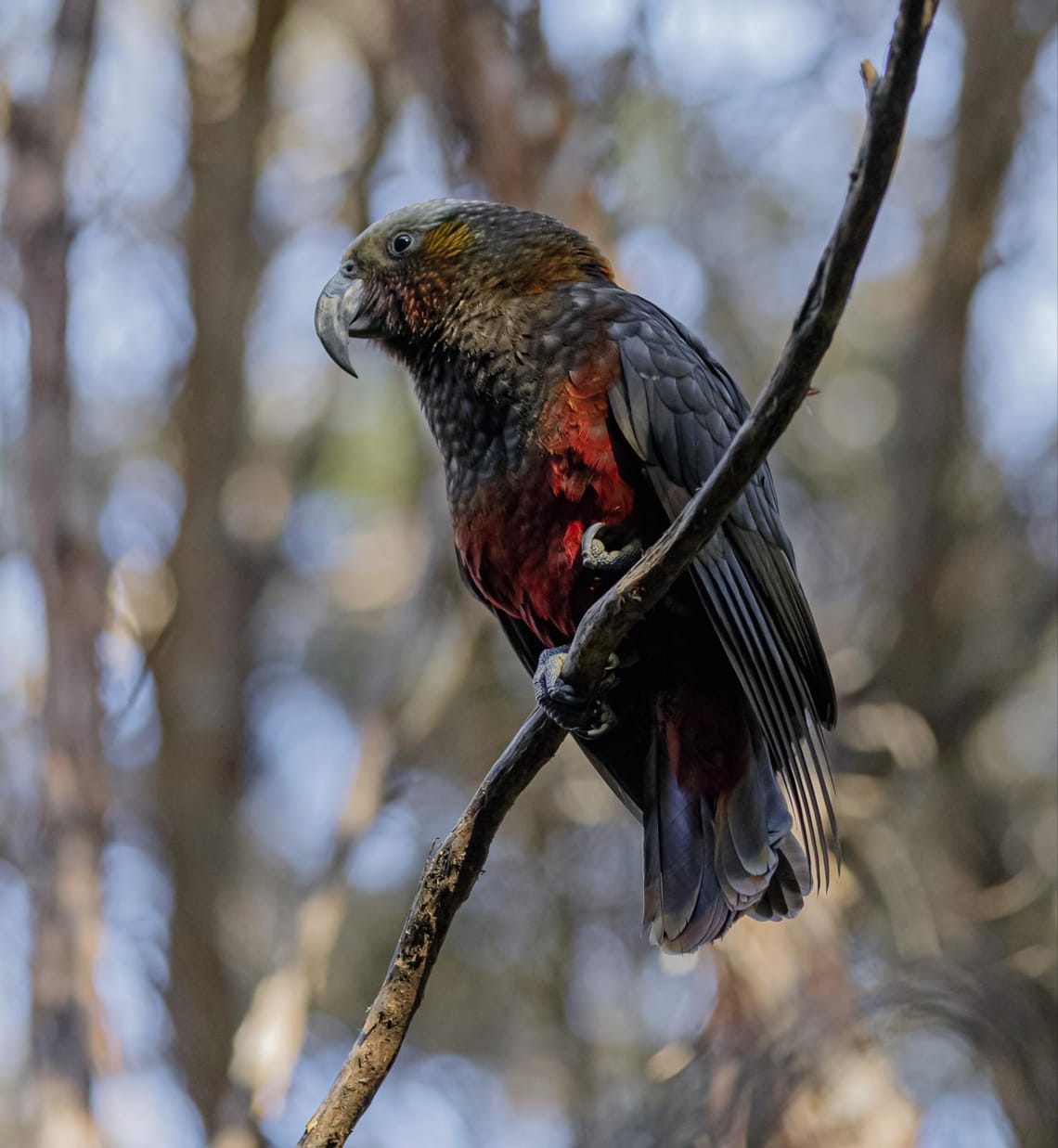 South Island Kākā