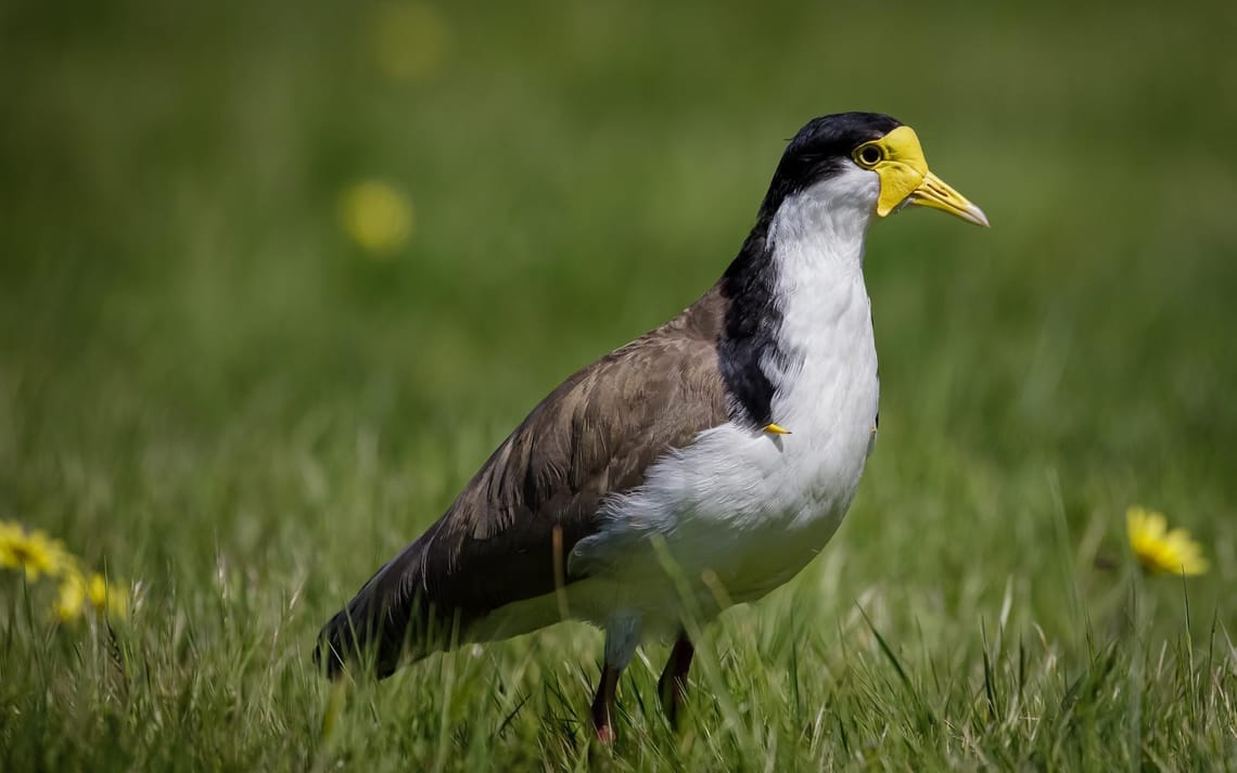 Spur Winged Plover