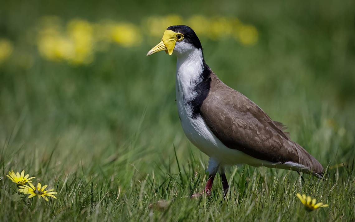 Spur Winged Plover