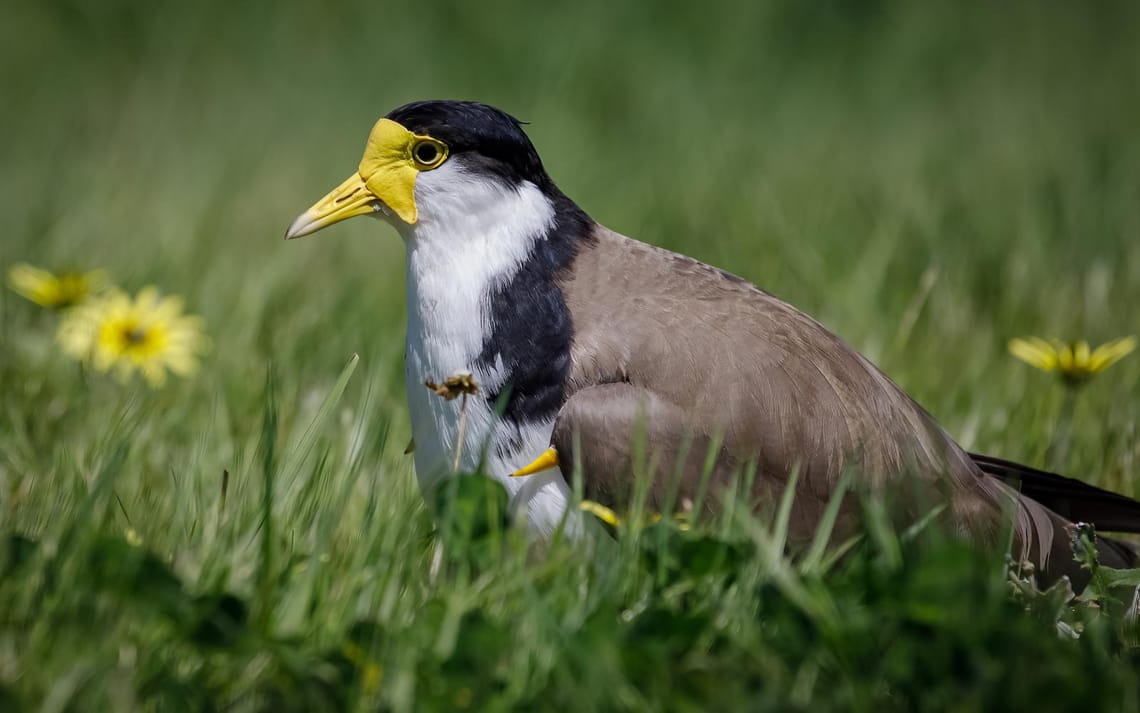 Spur Winged Plover