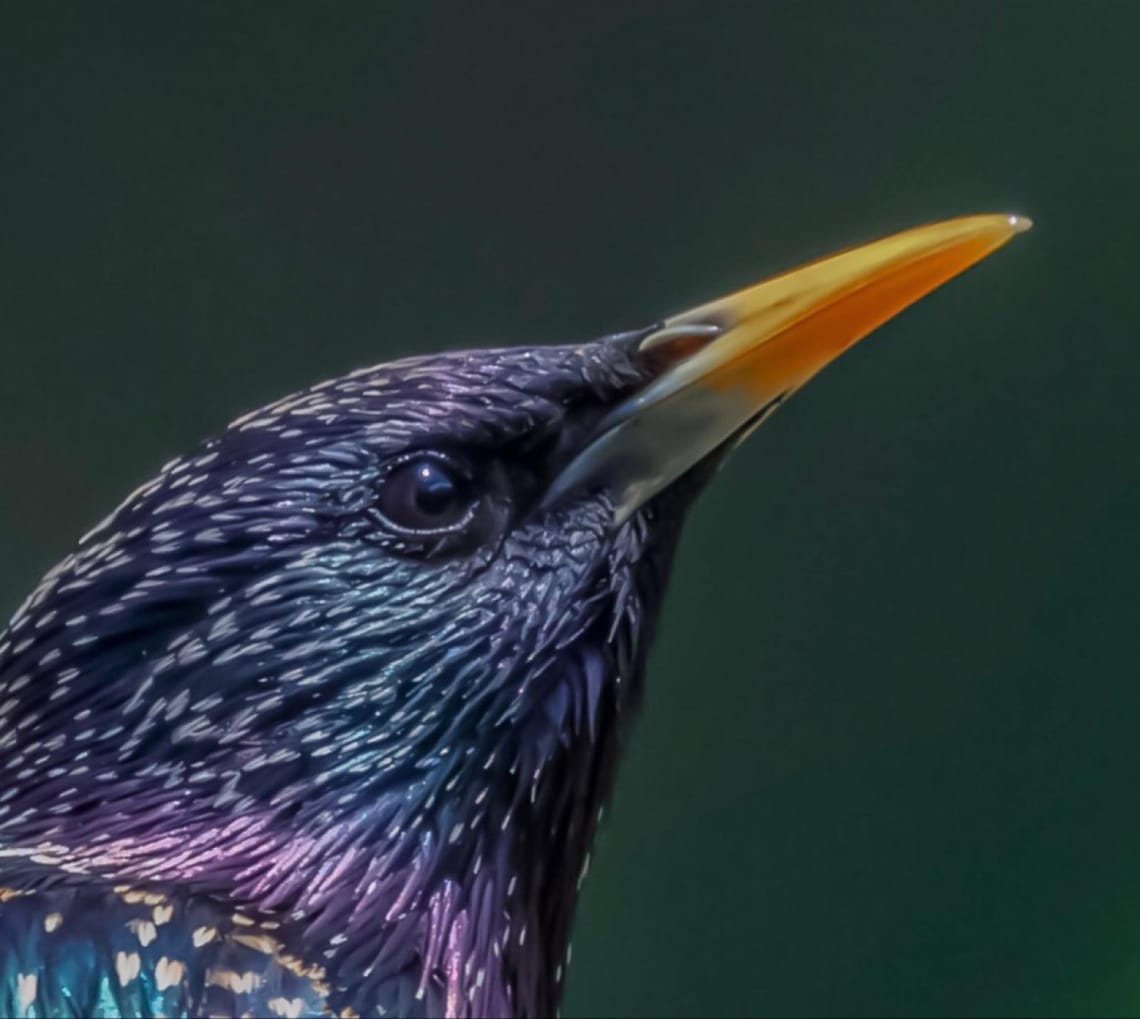 Common garden starling