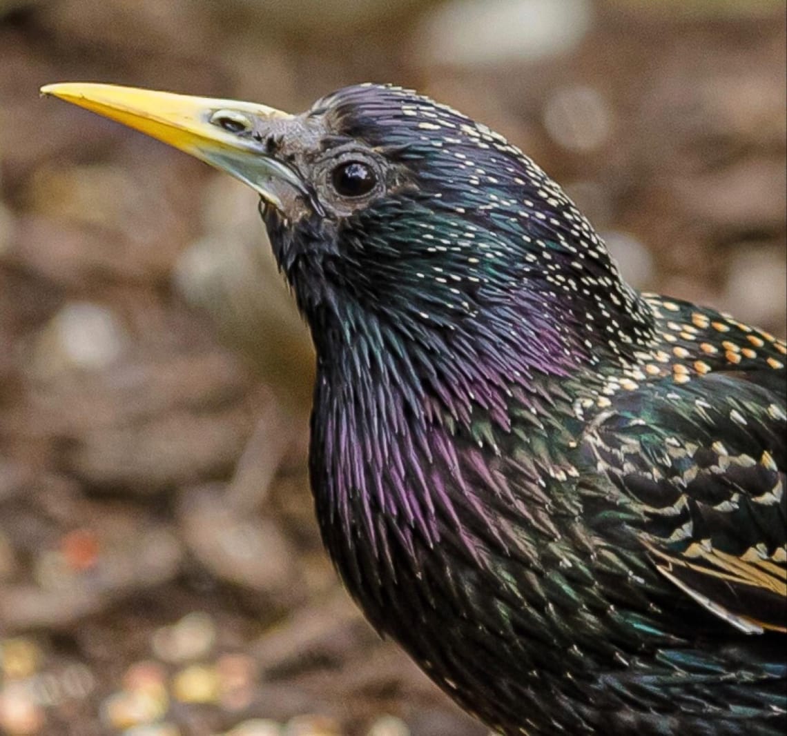 Starling