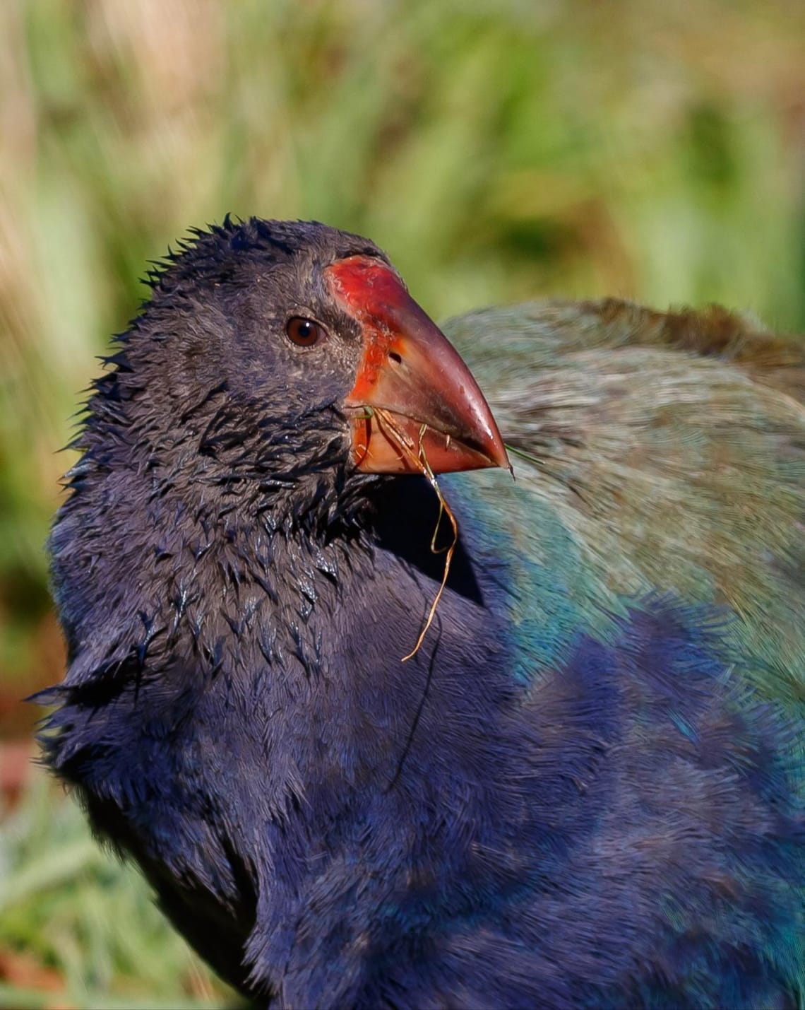 Takahe