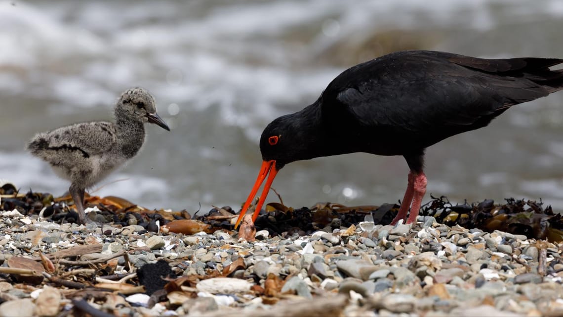 Takeaways on the South Coast of Wellington