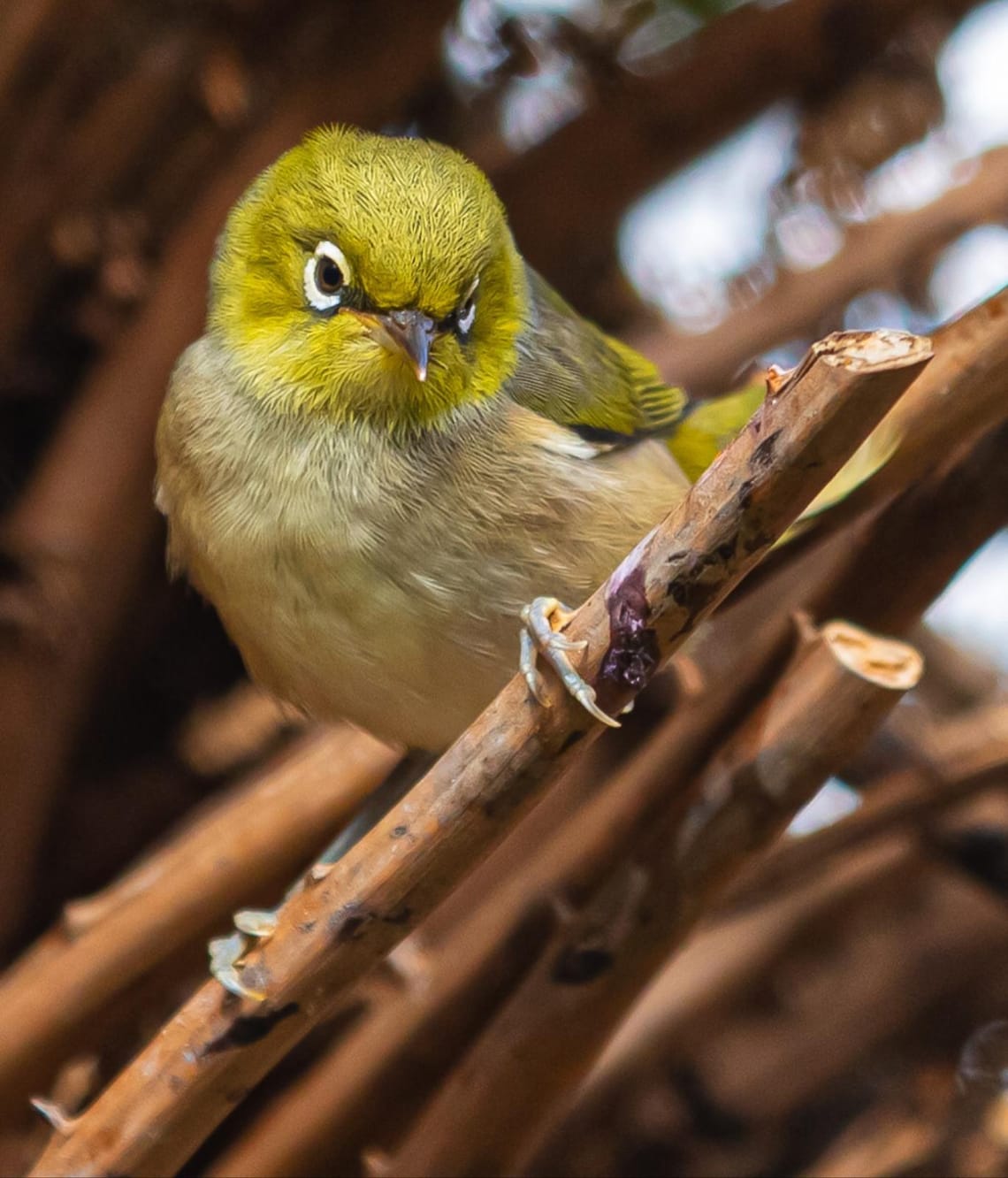 Fledgling Tauhou