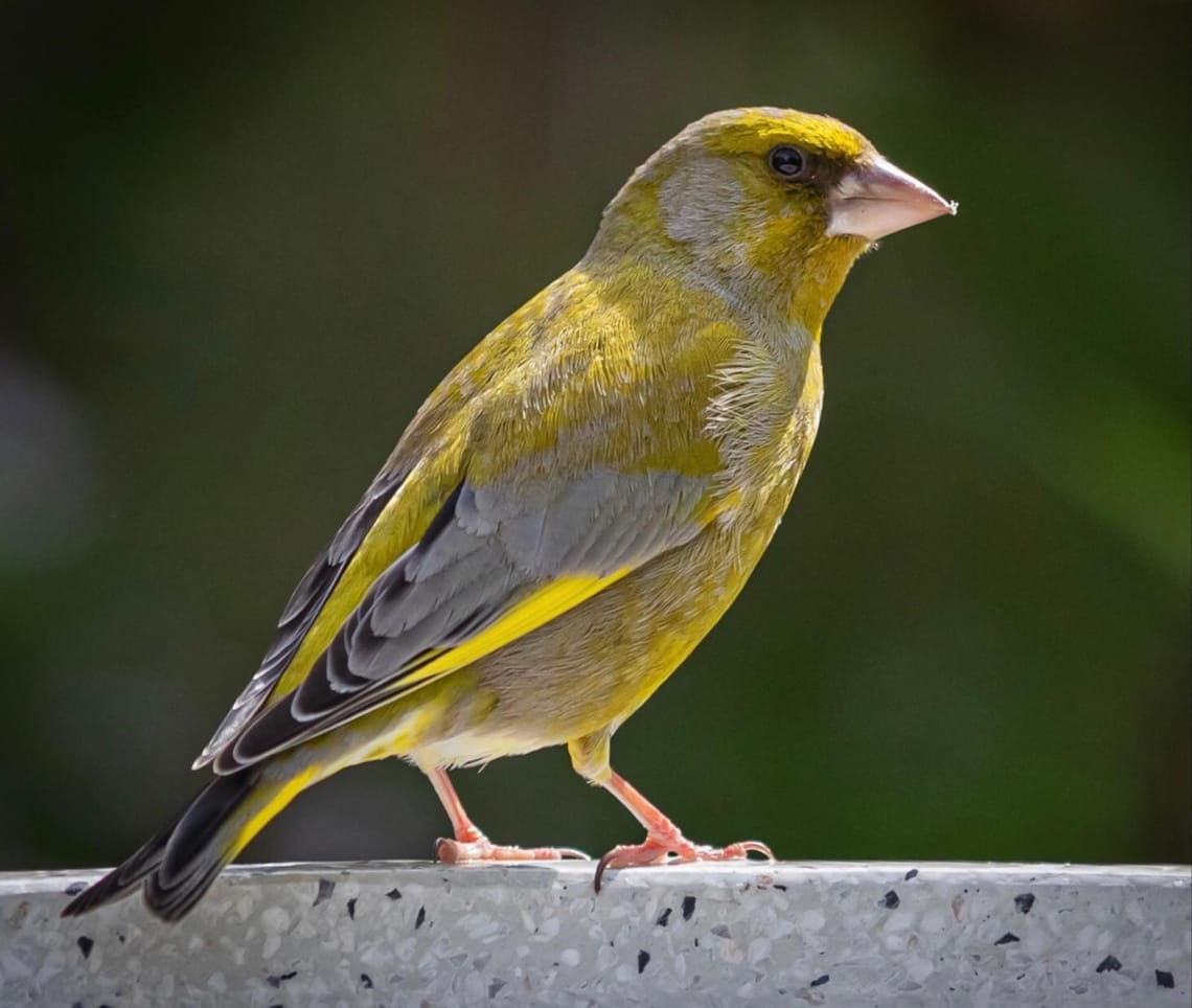 Mr Greenfinch