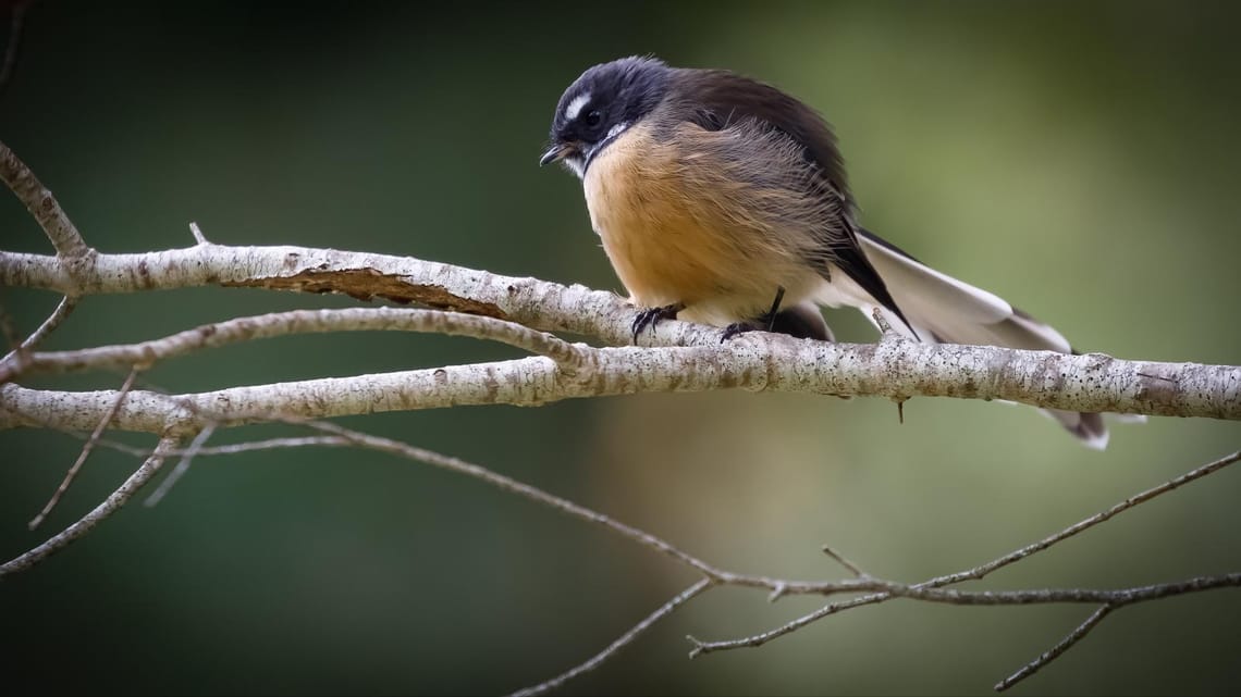 Piwakawaka or Fantail