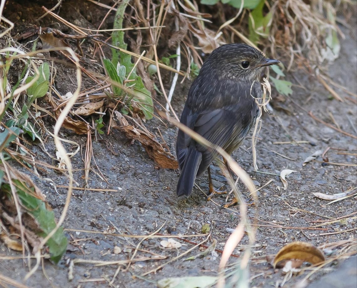 Toutouwai or North Island Robin