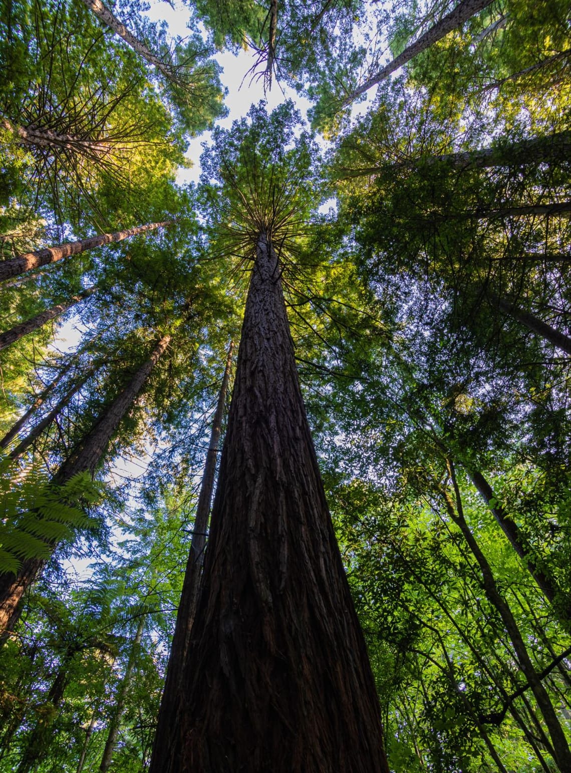 Whakarewarewa Redwood Forest