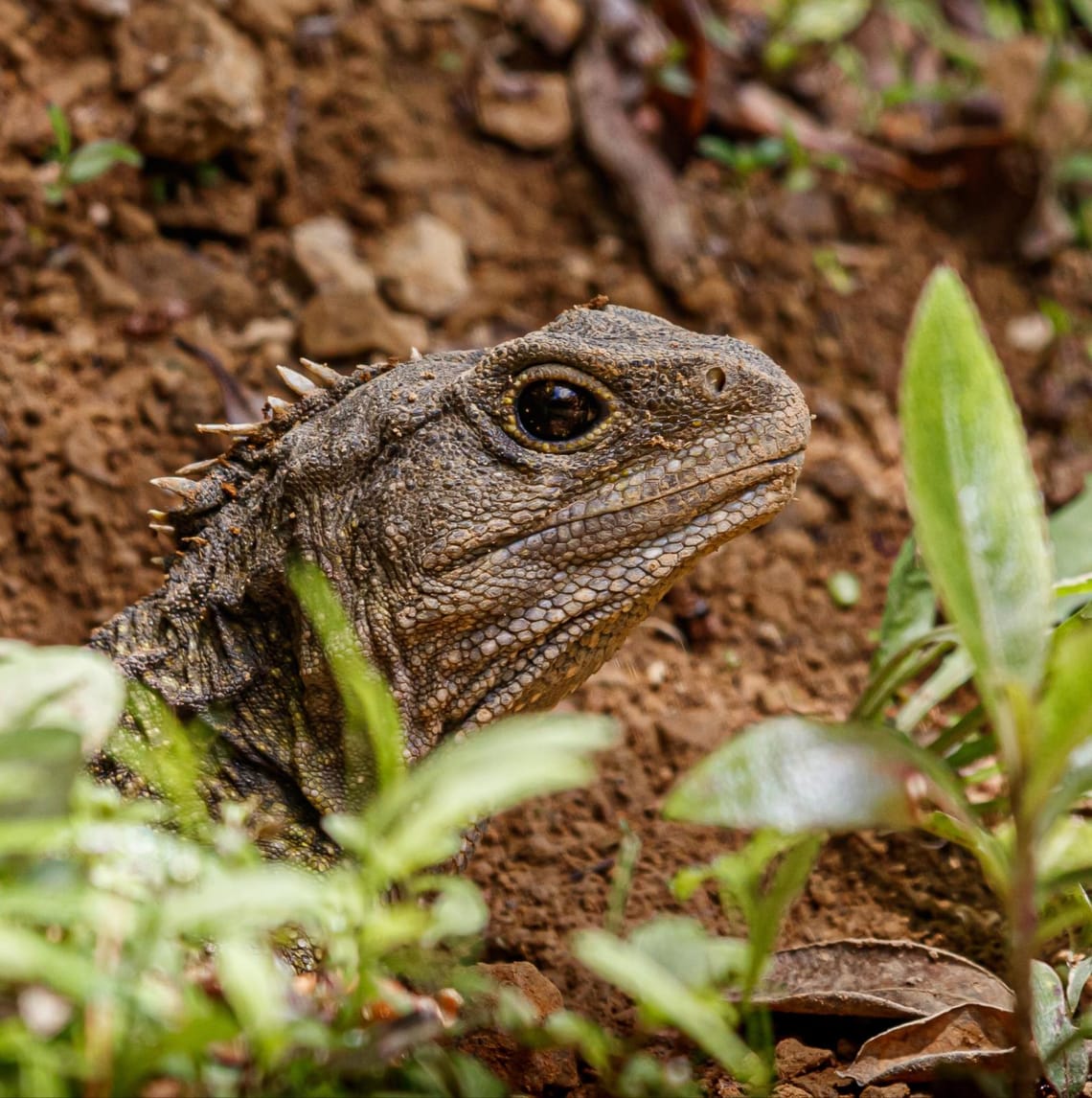 Tuatara