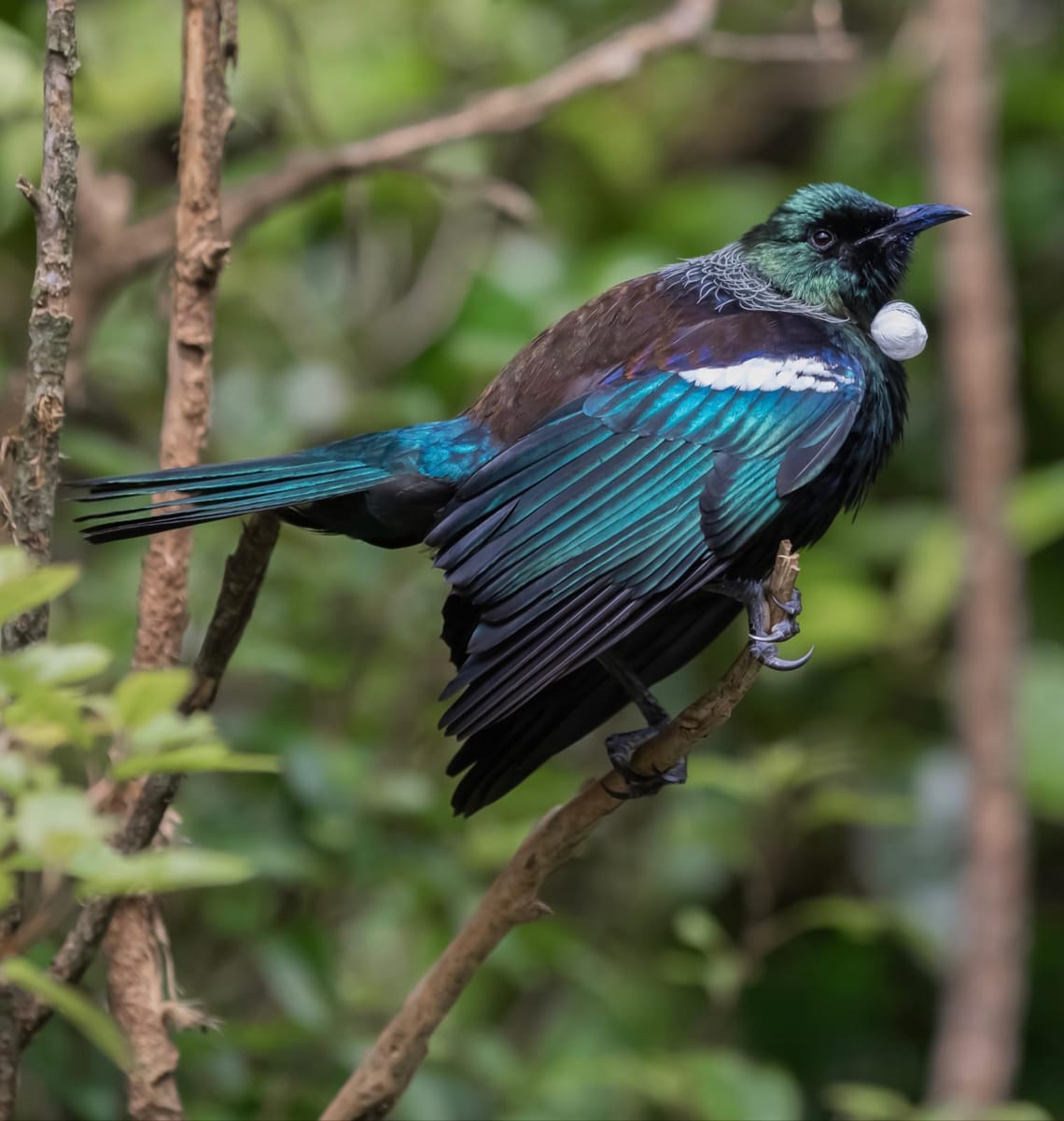 Tui