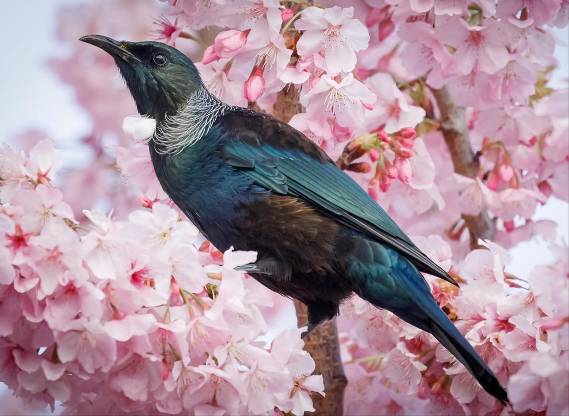 Tui