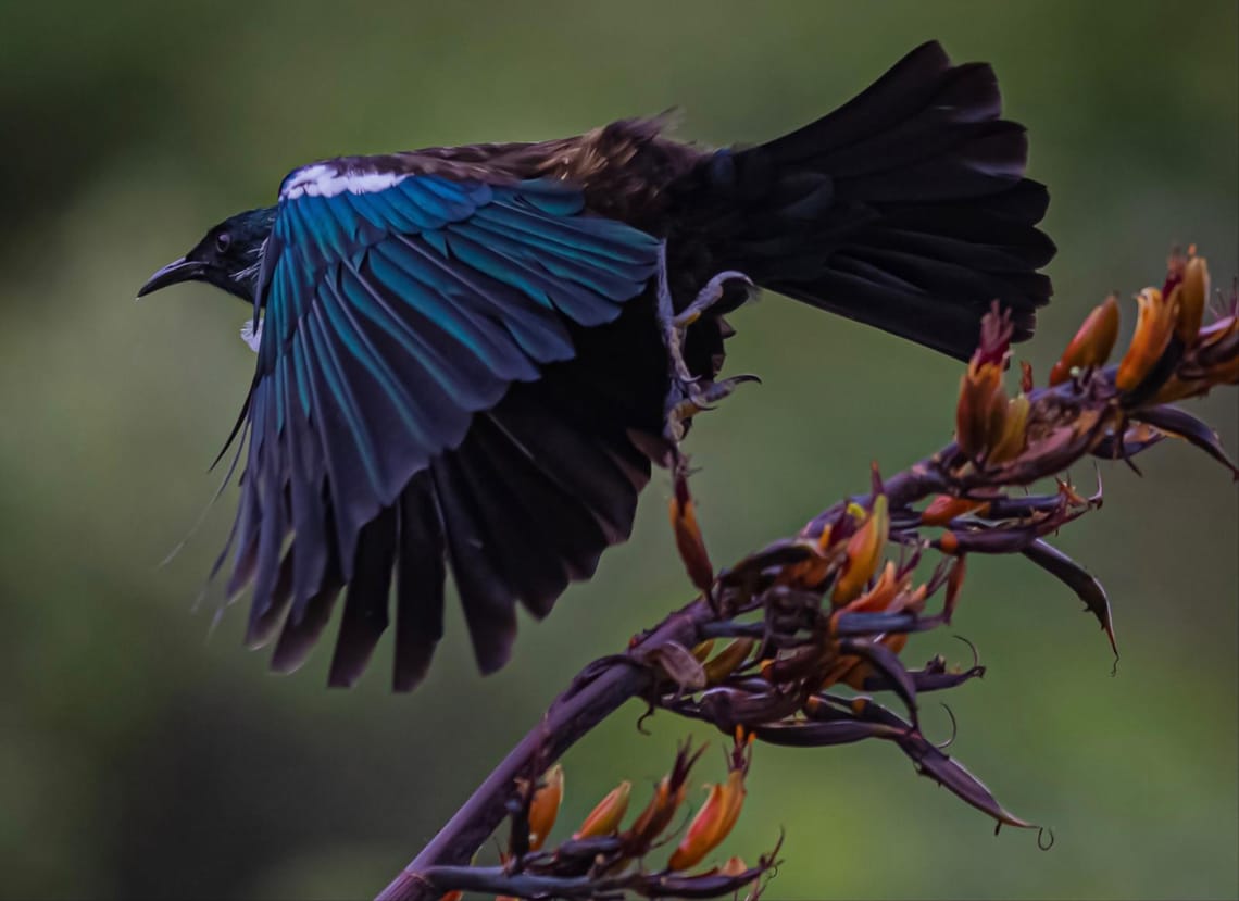 Tui amongst a bounty of Harakeke