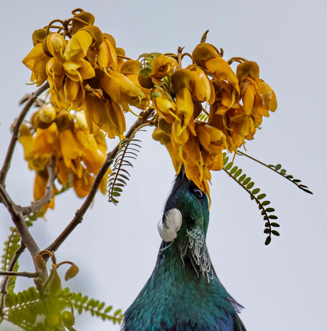 Tui feasting on Kowhai nectar