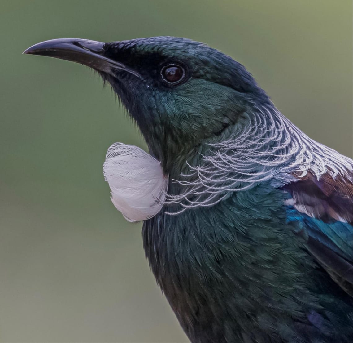 Tui