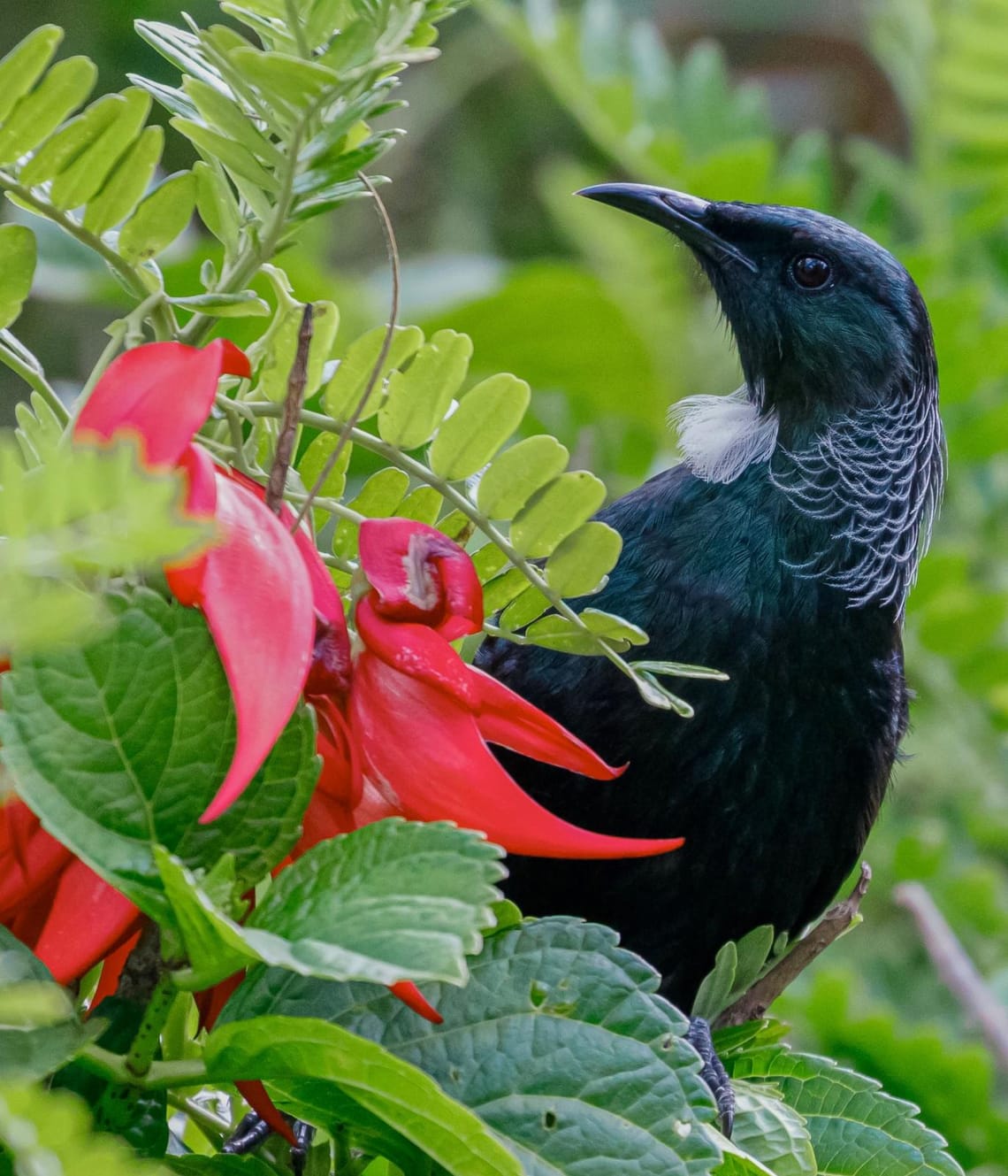 Tui Kākā Beak