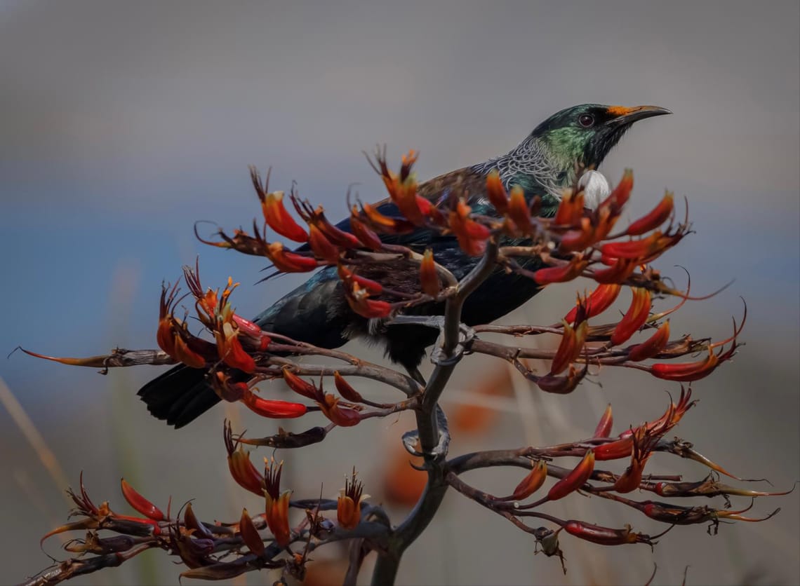 Tui resting on Harakeke