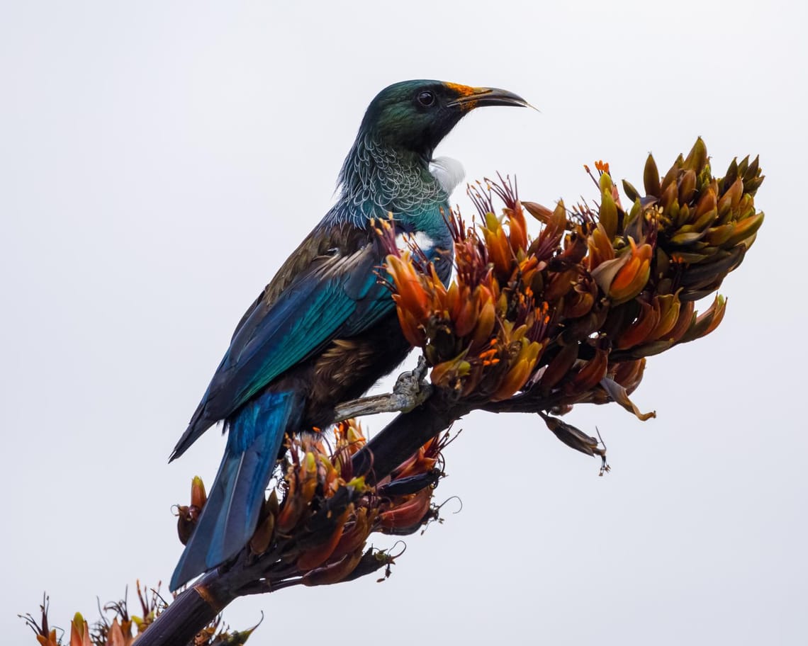 Tui