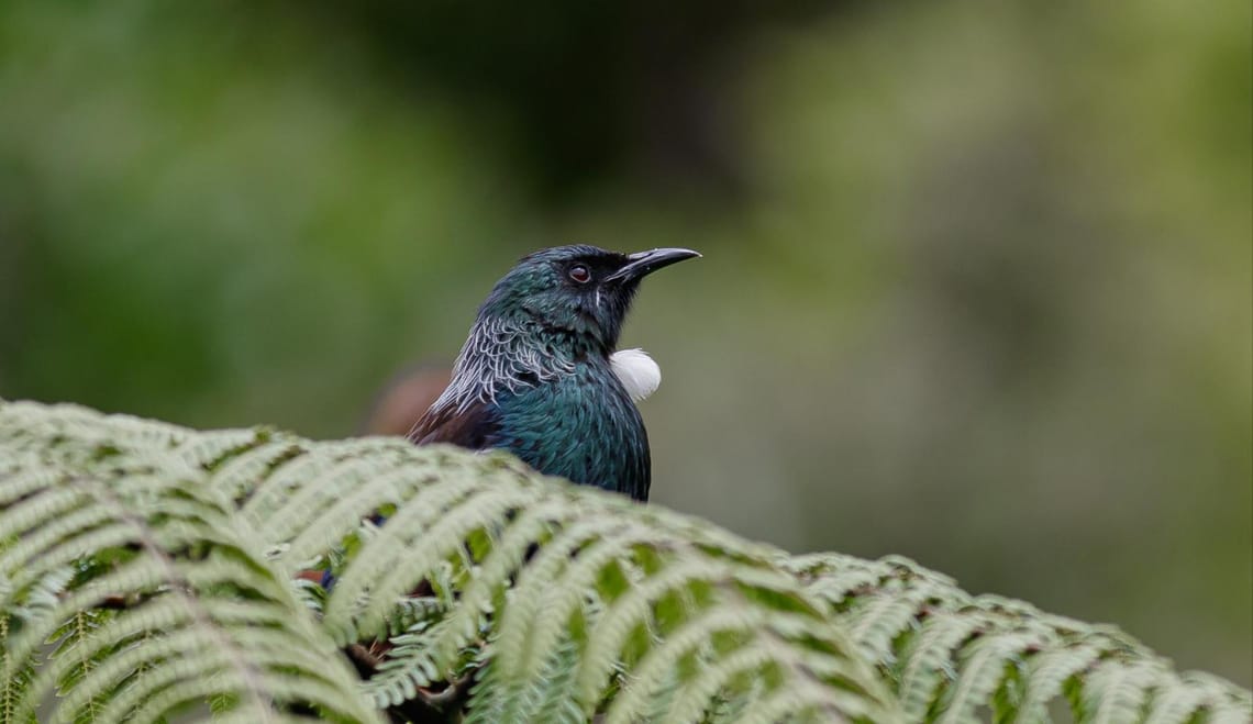 Tui