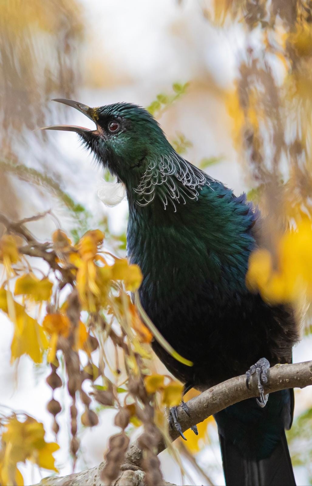 Tui singing its heart out in a Kowhai tree