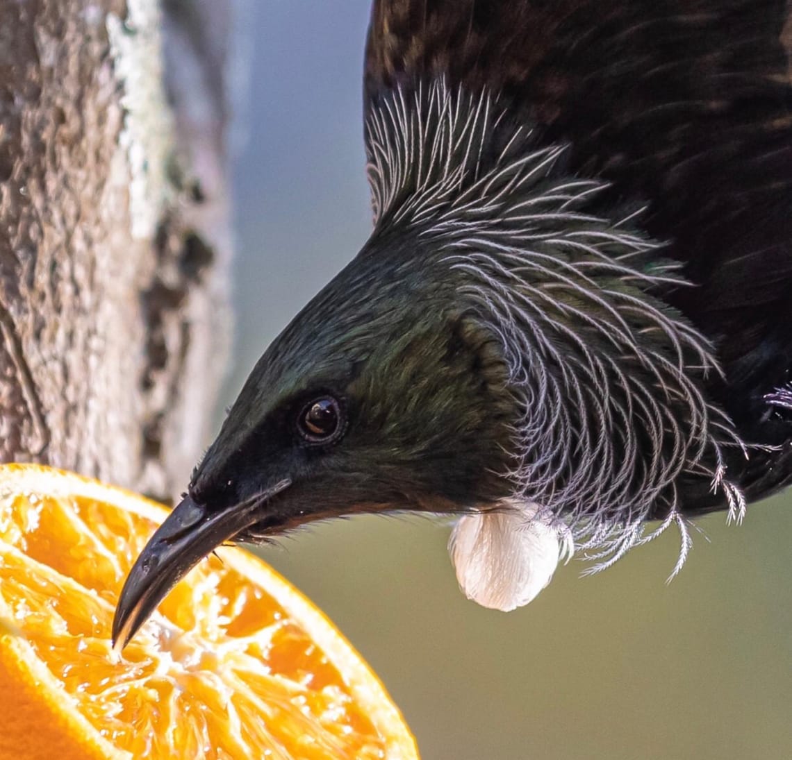 New Zealand Tui