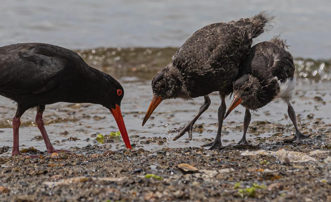 Variable Oyster Catcher or Tōrea Pango