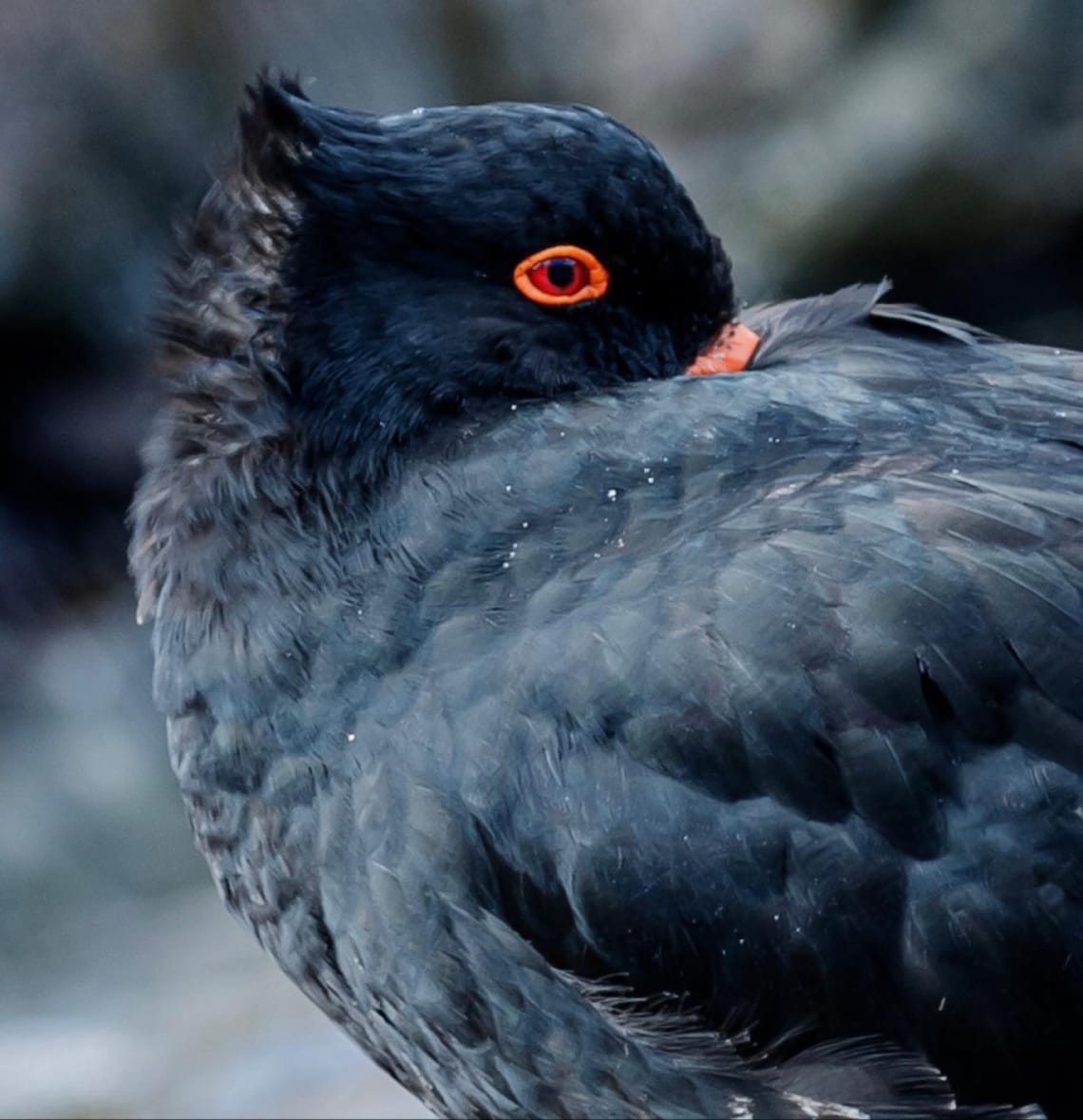 Variable Oyster Catcher or Torea-Pango