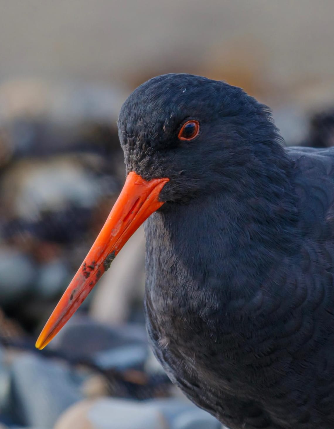 Variable Oyster Catcher or Torea Pango