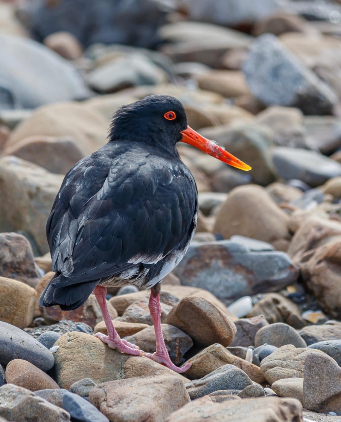 Variable Oyster Catcher