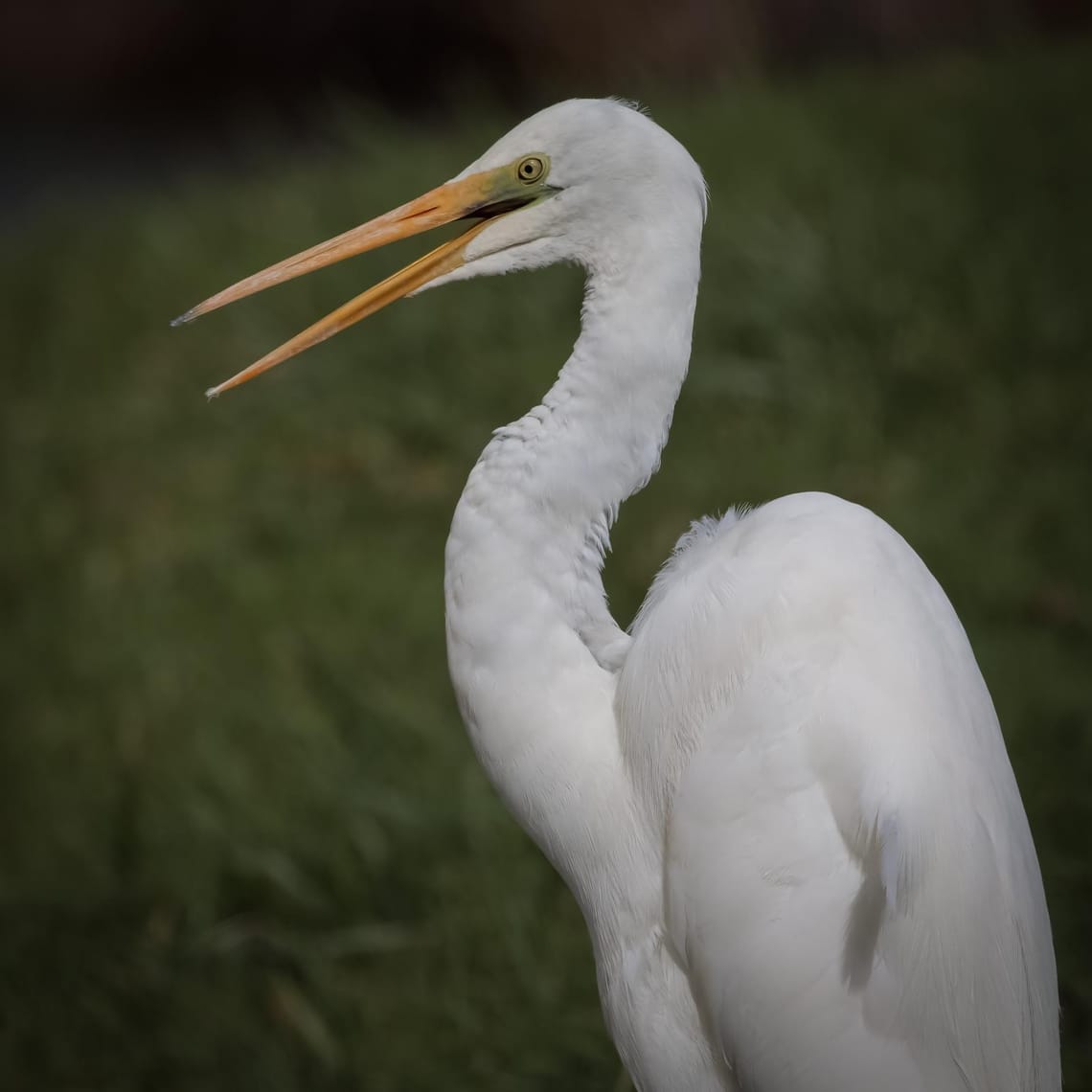 Kōtuku or White Heron